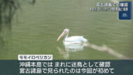 宮古諸島で初確認　モモイロペリカンが伊良部島に飛来
