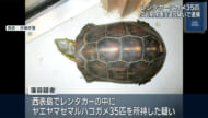 国の天然記念物ヤエヤマセマルハコガメ35匹所持疑い　中国人の男を逮捕