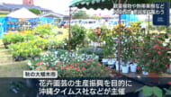 沖縄市秋の大植木市　愛好家でにぎわう