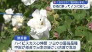 宮古島で１日のうちに色が変わる花「酔芙蓉」が咲く