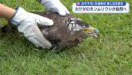 交通事故で大けがをしたカンムリワシが回復し自然へ
