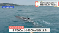 今帰仁村の浅瀬にマッコウクジラが迷い込む 調査船が誘導し沖合に戻る