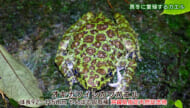 リュウキュウの自然　真冬に繁殖するカエル