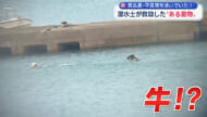 宮古島市の港で泳いでいたのは牛？！ 海上保安官が無事救助！