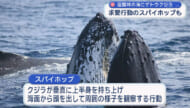 座間味沖でザトウクジラの貴重な共演