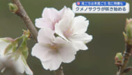 純白の桜　クメノサクラ咲き始める　本部町でまつり開催