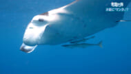 楽園の海　水面に「マンタ」！？