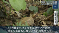 治療後のリュウキュウヤマガメが野生復帰へ