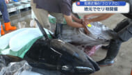 地元のクロマグロＰＲへ！八重山漁協が「春マグロ」を初セリ