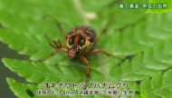リュウキュウの自然「春の異変・甲虫の世界」