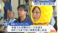県産パインアップル旬入り