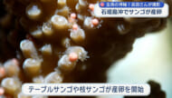 石垣島伊原間沖「サンゴの産卵」