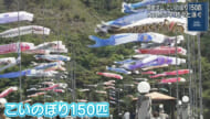 １５０匹が悠々と大空を泳ぐ　羽地ダム「鯉のぼり祭り」
