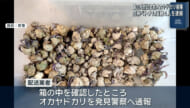 国の天然記念物オカヤドカリ計1936匹　捕獲でベトナム国籍の男女4人逮捕