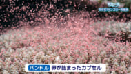 楽園の海　今年初！サンゴの一斉産卵
