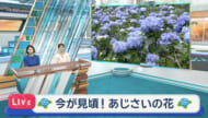 中継　よへなあじさい園