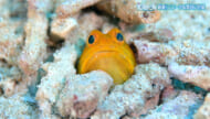 楽園の海　厳選！ユニーク＆面白い行動