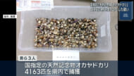 オカヤドカリを捕獲　中国籍3人を文化財保護法違反容疑で逮捕