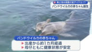 沖縄美ら海水族館にバンドウイルカの赤ちゃんが誕生！一般公開はじまる