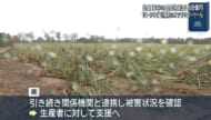 台風13号　農作物被害　約8億円