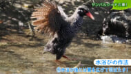 リュウキュウの自然　ヤンバルクイナの夏！