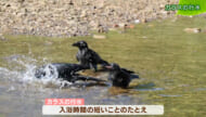リュウキュウの自然　カラスの行水