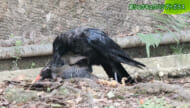 リュウキュウの自然　続リュウキュウハシブトガラス