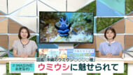 ＃IMAGINEおきなわ vol.103 「出た！図鑑　沖縄のウミウシ１０８９種」