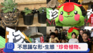 真夏に負けない！珍奇植物市場に潜入