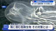 海に潜む危険生物 その対策とは？　ハブクラゲとオコゼを解説