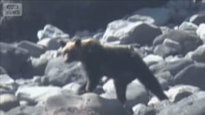 「日本は全世界でも緊迫した状況」クマ被害相次ぐ背景に“2つの不足”