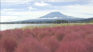 富士山の麓を赤く染め…河口湖畔のコキア見頃