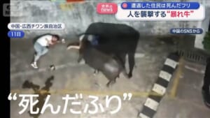 “暴れ牛”が通行人を襲撃　遭遇した住民は死んだフリ　中国