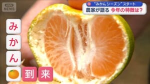 “みかんシーズン”スタート　農家が語る今年の特徴は？