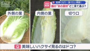 どこ見て選ぶ？　美味しいハクサイを選ぶポイント