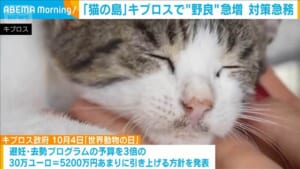 「猫の島」で野良猫急増　キプロスが対策　避妊・去勢の予算を3倍に　