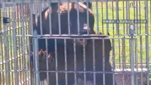 クマによる犠牲者7人に　過去最多の2023年度を超える　全国各地で被害相次ぐ