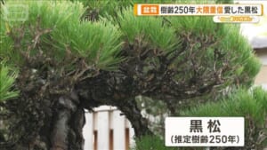 大宮盆栽村100周年　将軍や大物政治家が愛した逸品がそろう聖地【グッド！いちおし】