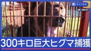 300キロのヒグマが箱罠に…クマの町に学ぶ対策