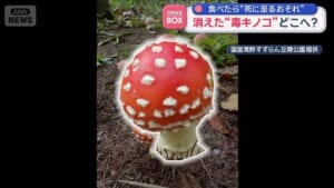 消えた“毒キノコ”どこへ？　食べたら“死に至るおそれ”