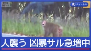 サル被害多発　観光客を襲撃も
