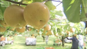 栃木の大玉梨「にっこり」収穫最盛期を迎える　宇都宮市