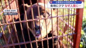 各地にクマ なぜ人里に…小学校から500mにも