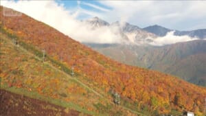 「白馬」の紅葉絶景を“空中散歩”で堪能今年は11年ぶりの「当たり年」