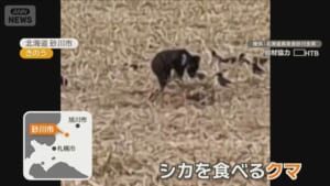 北海道でシカ食べるクマ居座り　秋田で女性襲われけが　東京でも目撃か　各地で被害