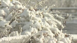 北海道 稚内で初雪を観測 今シーズン全国で最も早い 峠道など路面状況に注意