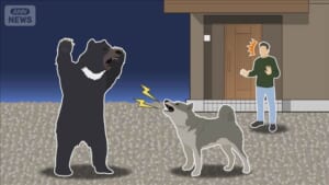 宮城・栗原市の住宅にクマ　飼い犬とにらみ合う　工具で加勢し撃退