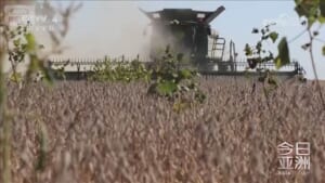 米中貿易摩擦　中国の9月アメリカ産大豆の輸入がゼロ　輸入先の南米シフト鮮明に