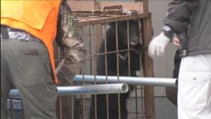 岩手・秋田でクマが建物内に 奥州市では子グマを捕獲