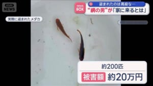 盗まれたのは高級なメダカ　“網の男”が「家に来るとは」